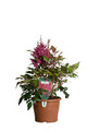 Astilbe Mix Ø17 cm